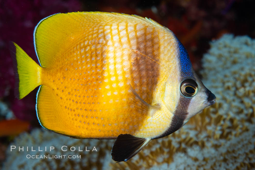 Kleins Butterflyfish, Chaetodon kleinii, Fiji., Chaetodon kleinii, natural history stock photograph, photo id 34811