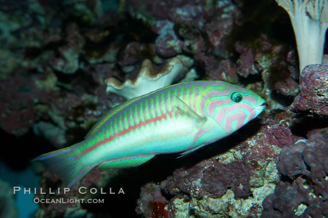 Klunzingers wrasse., Thalassoma rueppellii, natural history stock photograph, photo id 11800