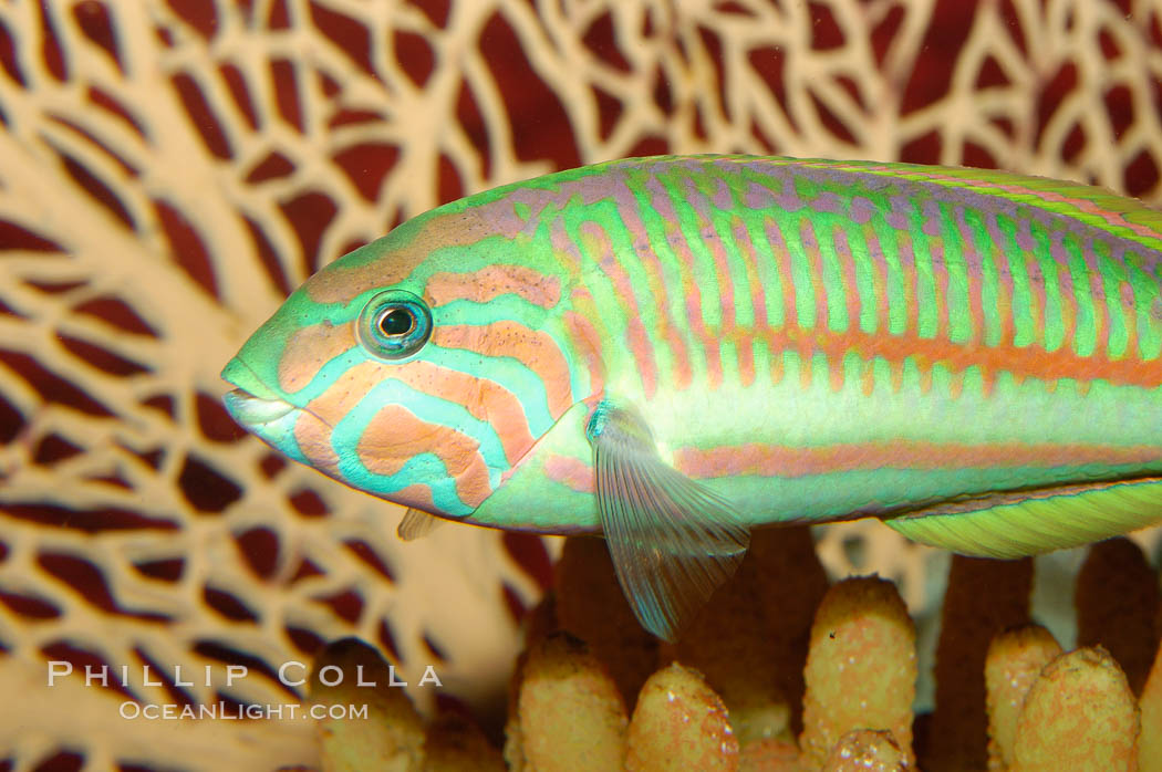 Klunzingers wrasse., Thalassoma rueppellii, natural history stock photograph, photo id 09351