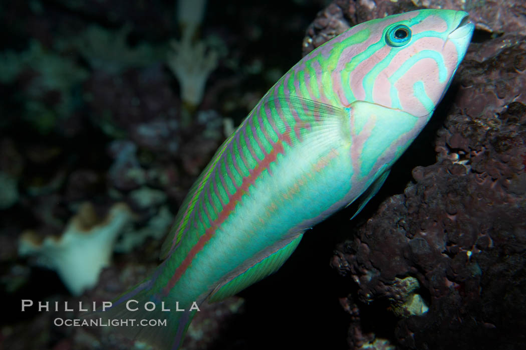 Klunzingers wrasse., Thalassoma rueppellii, natural history stock photograph, photo id 11801