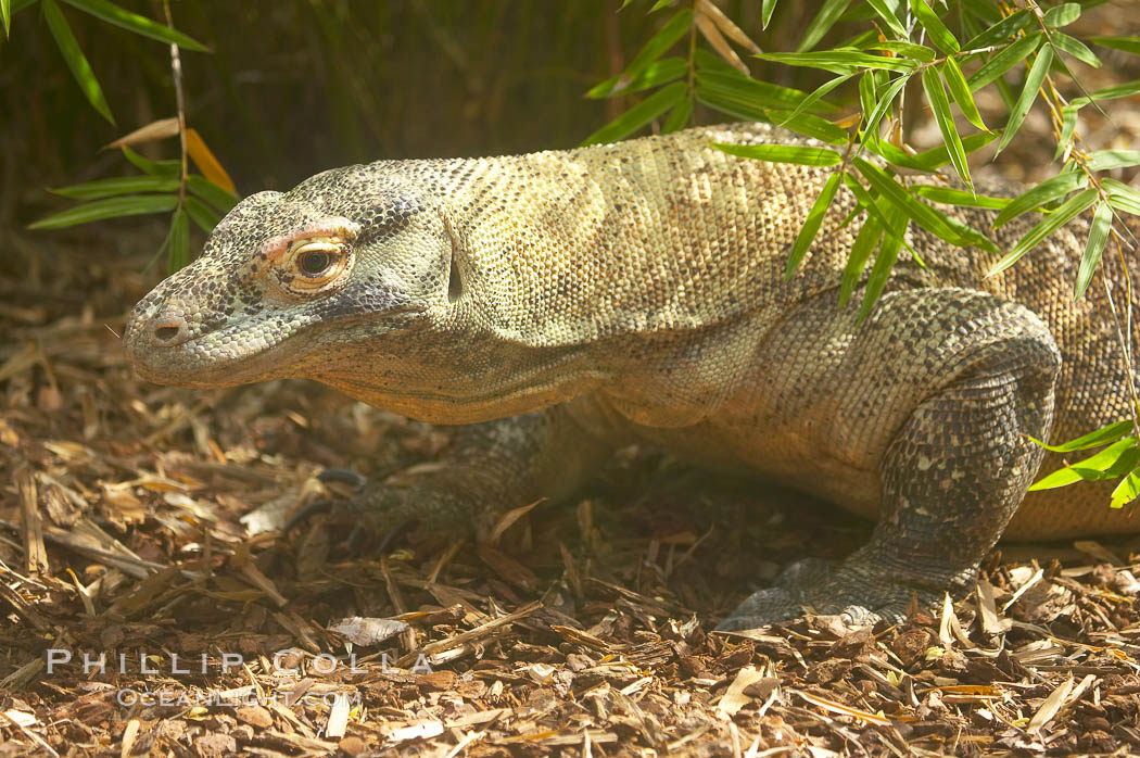 Komodo dragon, the worlds largest lizard, grows to 10 feet (3m) and over 500 pounds.  They have an acute sense of smell and are notorious meat-eaters.  The saliva of the Komodo dragon is deadly, an adaptation to help it more quickly consume its prey., Varanus komodoensis, natural history stock photograph, photo id 12821