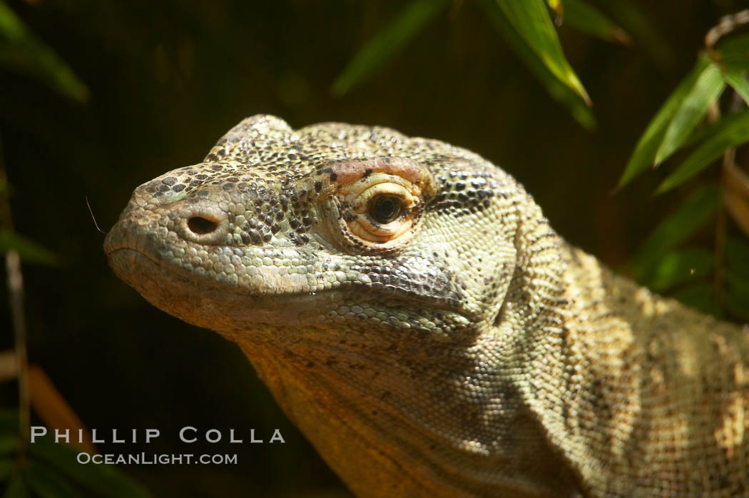 Komodo dragon, the worlds largest lizard, grows to 10 feet (3m) and over 500 pounds.  They have an acute sense of smell and are notorious meat-eaters.  The saliva of the Komodo dragon is deadly, an adaptation to help it more quickly consume its prey., Varanus komodoensis, natural history stock photograph, photo id 12822