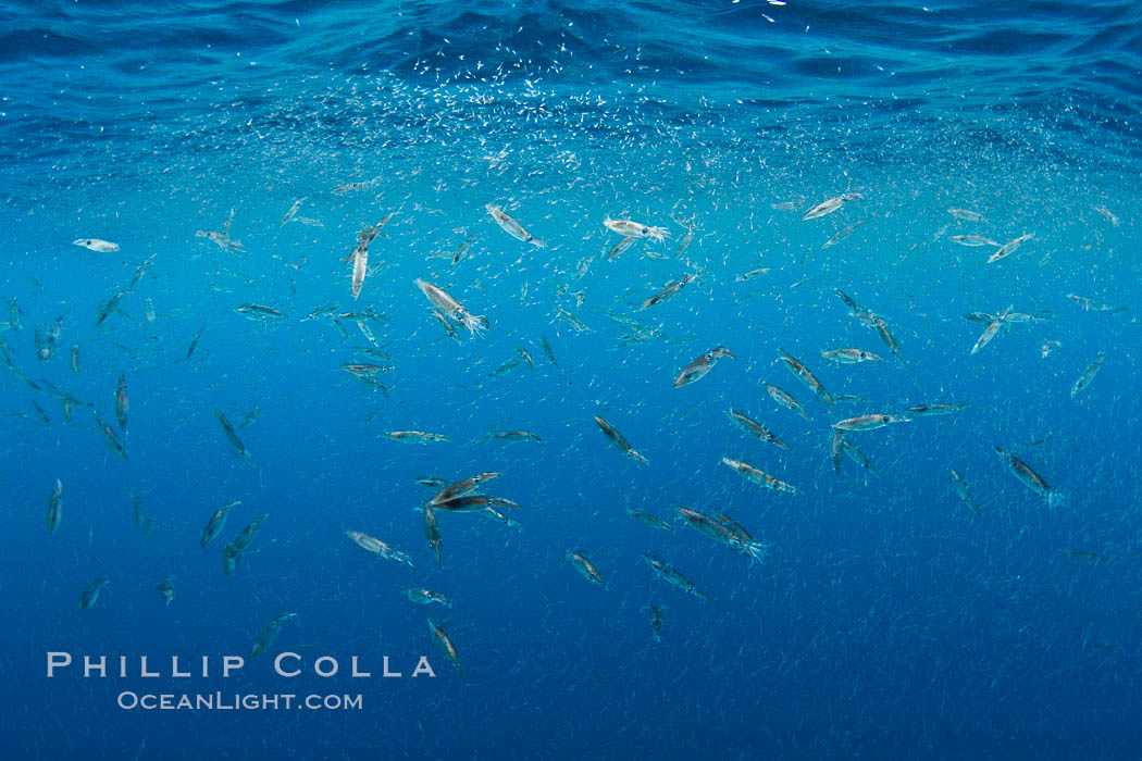 Krill and squid school at the ocean surface, moments before blue and fin whales rise to the surface to feed.  The krill is likely Euphausia pacifica, the squid are likely Loligo opalescens. A thin cloud of pink krill gathers at the ocean surface, where it is likely to be preyed upon by sharks, fish, birds and whales. San Diego, California, USA, Euphausia pacifica, Loligo opalescens, natural history stock photograph, photo id 27152