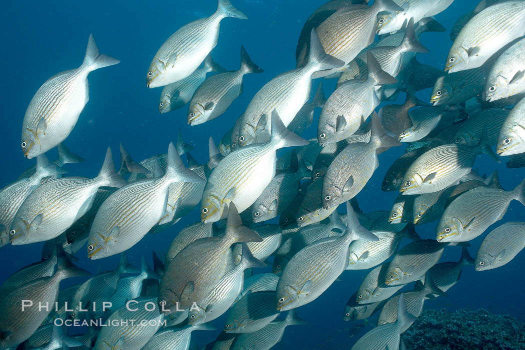 Striped sea chub, schooling. Wolf Island, Galapagos Islands, Ecuador, Kyphosus analogous, natural history stock photograph, photo id 16416