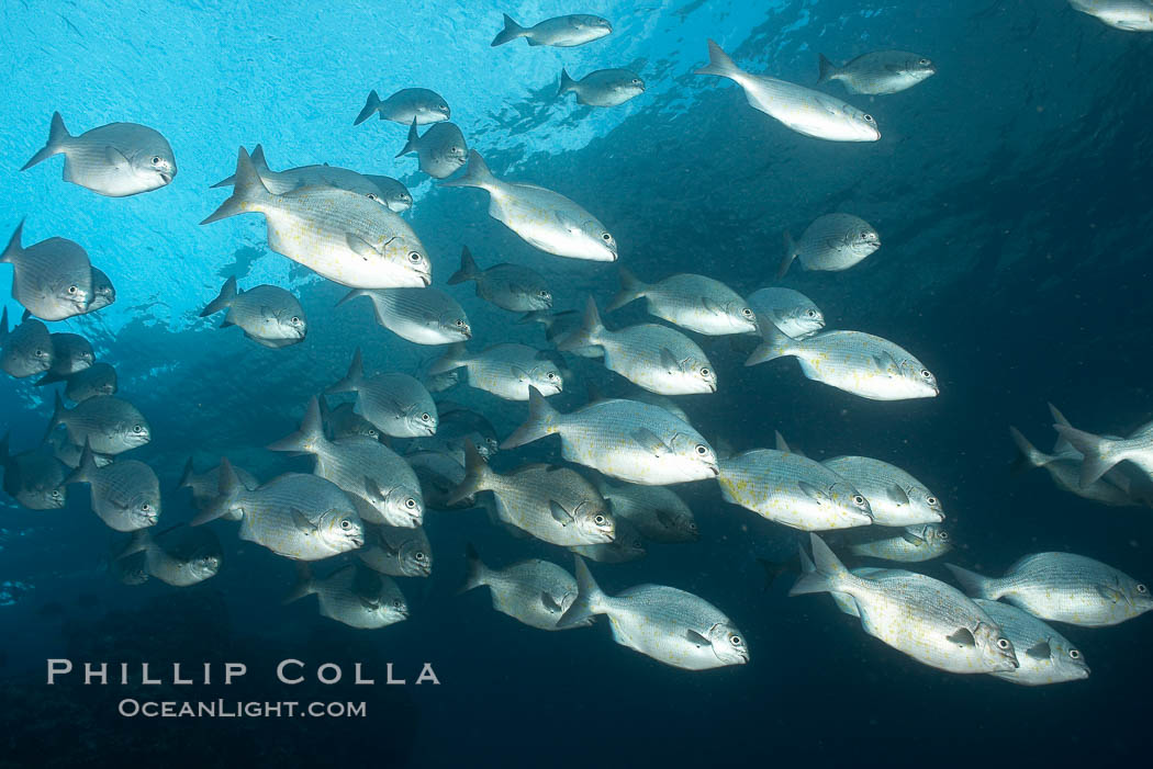 Striped sea chub, schooling. Wolf Island, Galapagos Islands, Ecuador, Kyphosus analogous, natural history stock photograph, photo id 16413