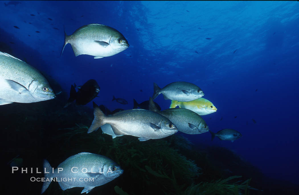 Cortez chubb including golden phase. Guadalupe Island (Isla Guadalupe), Baja California, Mexico, Kyphosus elegans, natural history stock photograph, photo id 06178