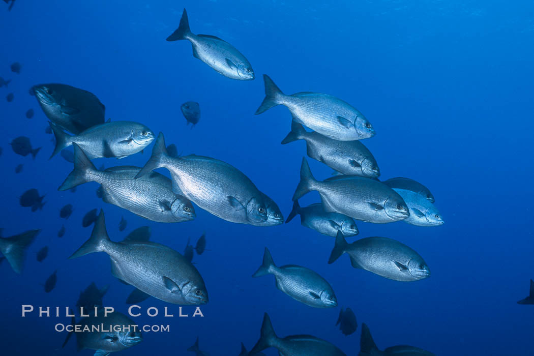 Cortez chubb. Guadalupe Island (Isla Guadalupe), Baja California, Mexico, Kyphosus elegans, natural history stock photograph, photo id 06184