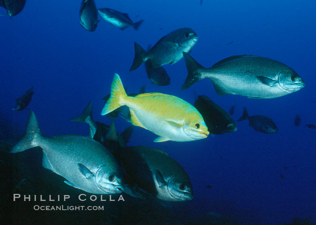 Cortez chubb showing golden phase mating male. Guadalupe Island (Isla Guadalupe), Baja California, Mexico, Kyphosus elegans, natural history stock photograph, photo id 06852