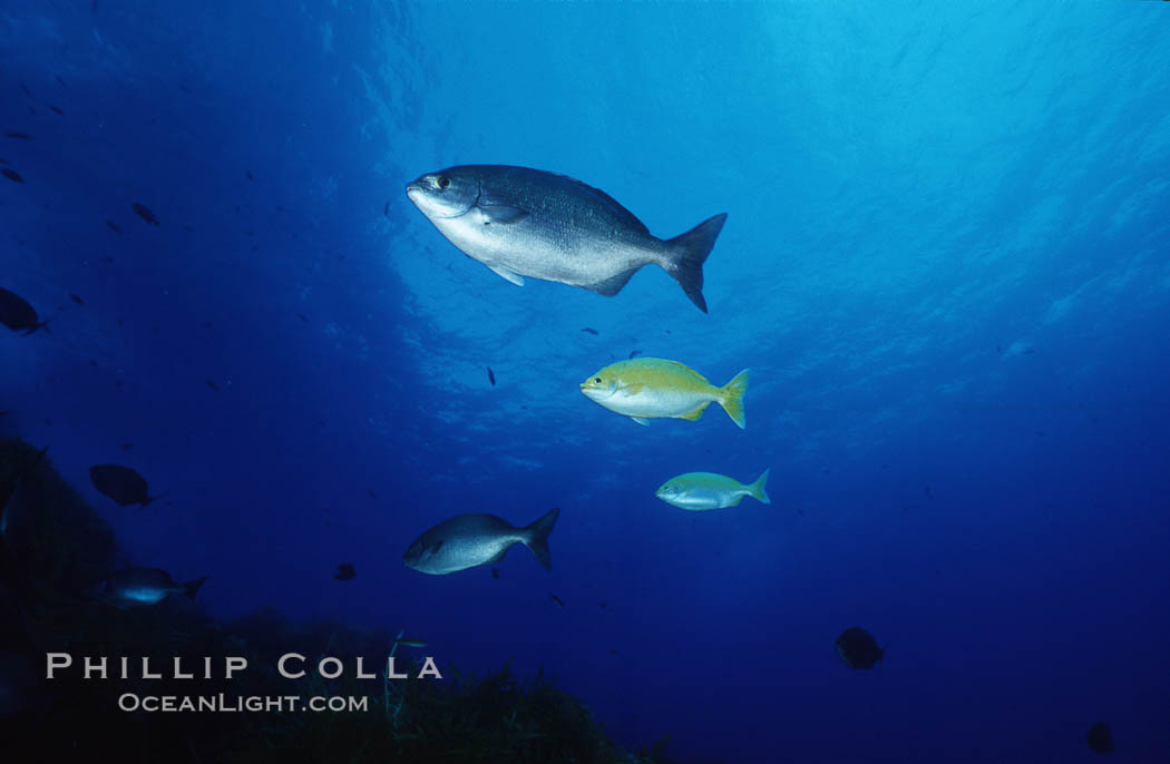 Cortez chubb including golden phase. Guadalupe Island (Isla Guadalupe), Baja California, Mexico, Kyphosus elegans, natural history stock photograph, photo id 06181