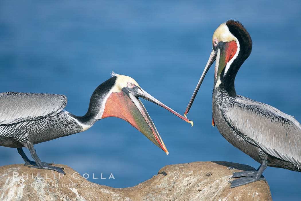 Brown pelicans sparring with beaks, winter plumage, showing bright red gular pouch and dark brown hindneck plumage of breeding adults. La Jolla, California, USA, Pelecanus occidentalis, Pelecanus occidentalis californicus, natural history stock photograph, photo id 20146