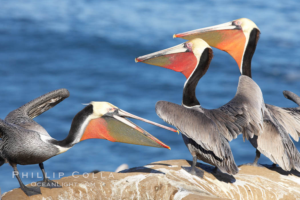Brown pelicans sparring with beaks, winter plumage, showing bright red gular pouch and dark brown hindneck plumage of breeding adults. La Jolla, California, USA, Pelecanus occidentalis, Pelecanus occidentalis californicus, natural history stock photograph, photo id 20190