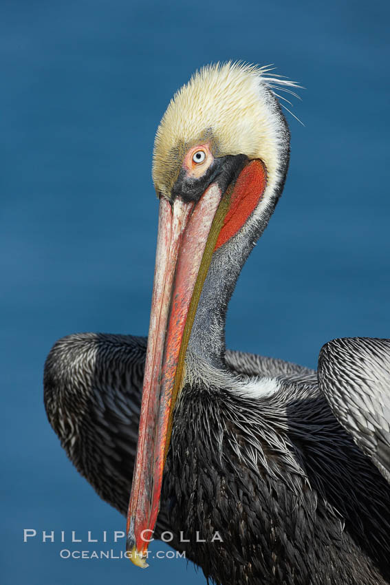 Brown pelican portrait, winter mating plumage with distinctive dark brown nape and red gular throat pouch., Pelecanus occidentalis, Pelecanus occidentalis californicus, natural history stock photograph, photo id 20168