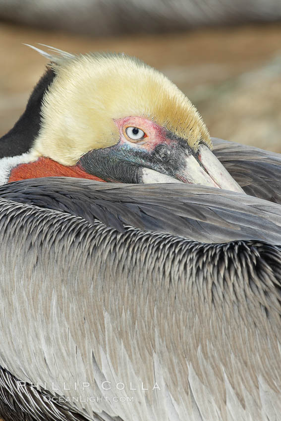 Brown pelican closeup showing characteristic winter mating plumage, including yellow head, dark brown nape of neck and red gular throat pouch. La Jolla, California, USA, Pelecanus occidentalis, Pelecanus occidentalis californicus, natural history stock photograph, photo id 20167