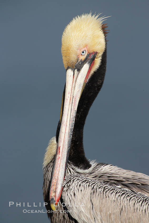 Brown pelican portrait, displaying winter breeding plumage with distinctive dark brown nape and yellow head feathers. La Jolla, California, USA, Pelecanus occidentalis, Pelecanus occidentalis californicus, natural history stock photograph, photo id 20235