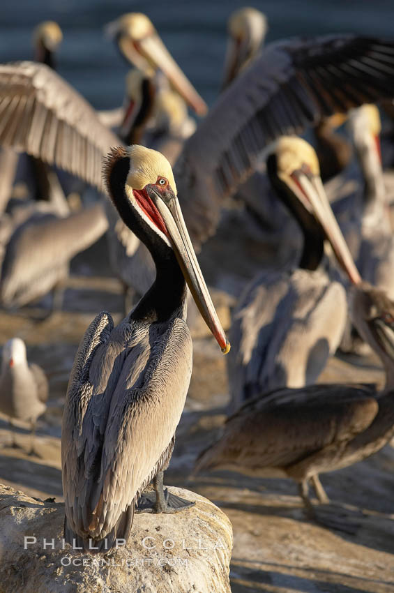 Brown pelicans, many in winter breeding plumage, crowd cliffs above the ocean to rest, preen and dry themselves in the sun. La Jolla, California, USA, Pelecanus occidentalis, Pelecanus occidentalis californicus, natural history stock photograph, photo id 20197