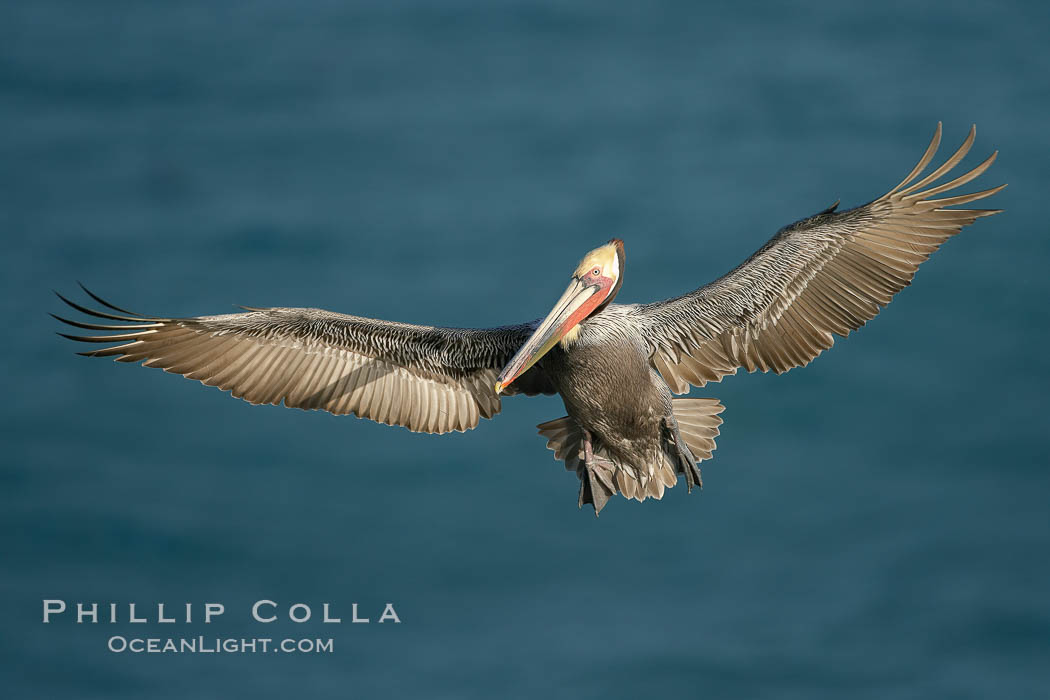 Brown pelican in flight, spreading its wings wide to slow before landing on cliffs overlooking the ocean.  The wingspan of the brown pelican is over 7 feet wide. The California race of the brown pelican holds endangered species status. La Jolla, USA, Pelecanus occidentalis, Pelecanus occidentalis californicus, natural history stock photograph, photo id 20229