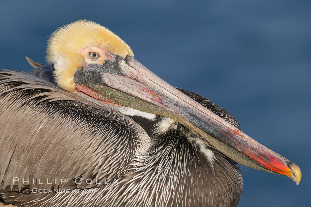 Brown pelican,  La Jolla, California.   In winter months, breeding adults assume a dramatic plumage with brown neck, yellow and white head and bright red gular throat pouch. USA, Pelecanus occidentalis, Pelecanus occidentalis californicus, natural history stock photograph, photo id 18126