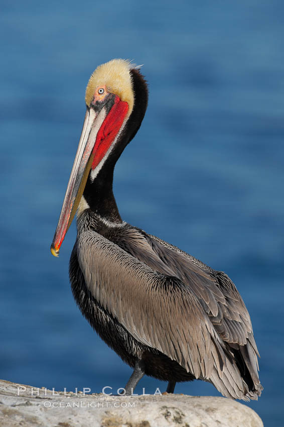 Brown pelican,  La Jolla, California.   In winter months, breeding adults assume a dramatic plumage with brown neck, yellow and white head and bright red gular throat pouch. USA, Pelecanus occidentalis, Pelecanus occidentalis californicus, natural history stock photograph, photo id 18218
