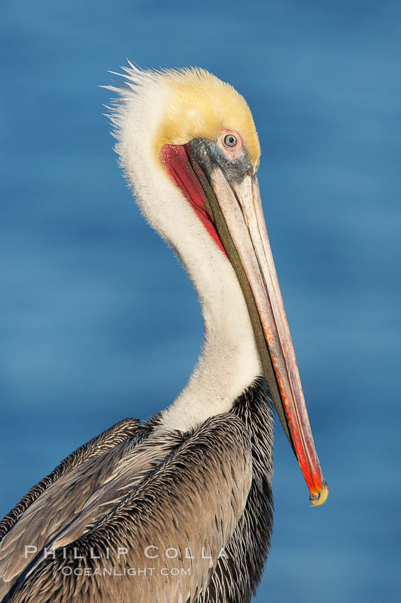 Brown pelican, adult winter non-breeding plumage showing white hindneck and red gular throat pouch..  This large seabird has a wingspan over 7 feet wide. The California race of the brown pelican holds endangered species status, due largely to predation in the early 1900s and to decades of poor reproduction caused by DDT poisoning. La Jolla, USA, Pelecanus occidentalis, Pelecanus occidentalis californicus, natural history stock photograph, photo id 18068