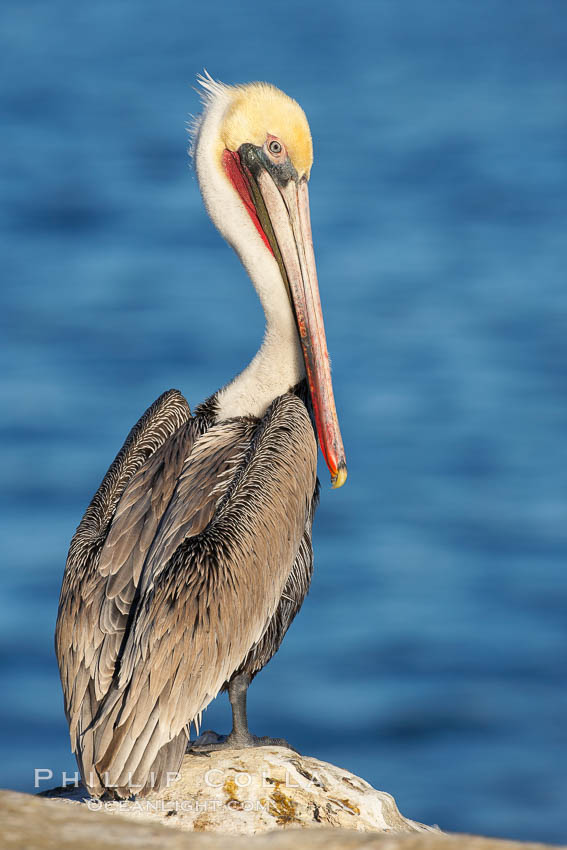 Brown pelican, adult winter non-breeding plumage showing white hindneck and red gular throat pouch..  This large seabird has a wingspan over 7 feet wide. The California race of the brown pelican holds endangered species status, due largely to predation in the early 1900s and to decades of poor reproduction caused by DDT poisoning. La Jolla, USA, Pelecanus occidentalis, Pelecanus occidentalis californicus, natural history stock photograph, photo id 18067