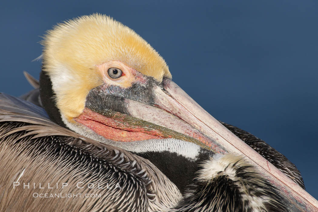 Brown pelican,  La Jolla, California.   In winter months, breeding adults assume a dramatic plumage with brown neck, yellow and white head and bright red gular throat pouch. USA, Pelecanus occidentalis, Pelecanus occidentalis californicus, natural history stock photograph, photo id 18127