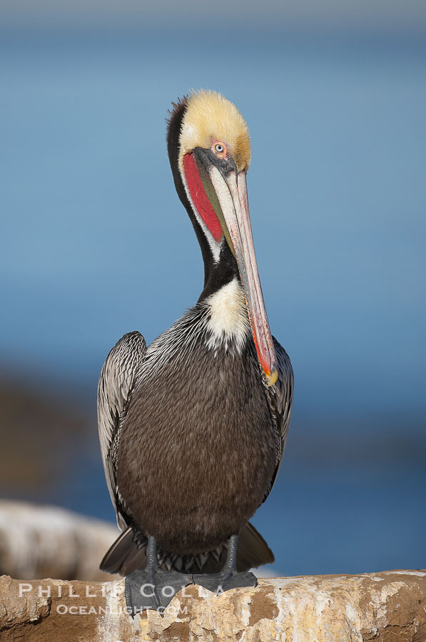 Brown pelican,  La Jolla, California.   In winter months, breeding adults assume a dramatic plumage with brown neck, yellow and white head and bright red gular throat pouch., Pelecanus occidentalis, Pelecanus occidentalis californicus, natural history stock photograph, photo id 18219