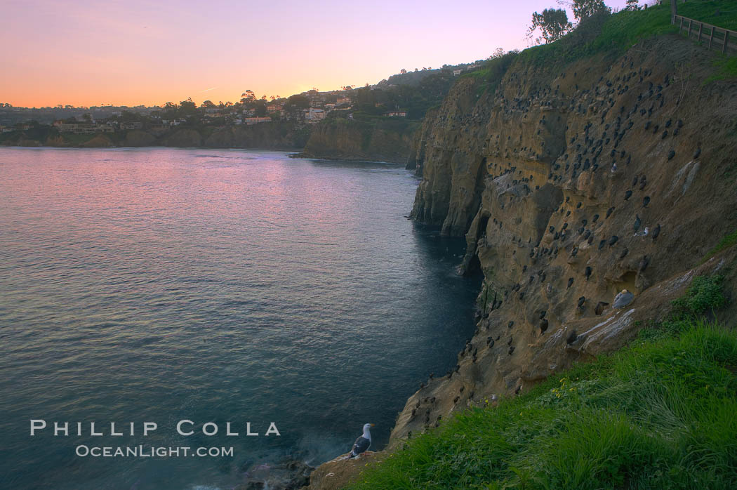 La Jolla Cliffs overlook the ocean with thousands of cormorants, pelicans and gulls resting and preening on the sandstone cliffs.  Sunrise with pink skies. California, USA, natural history stock photograph, photo id 20254