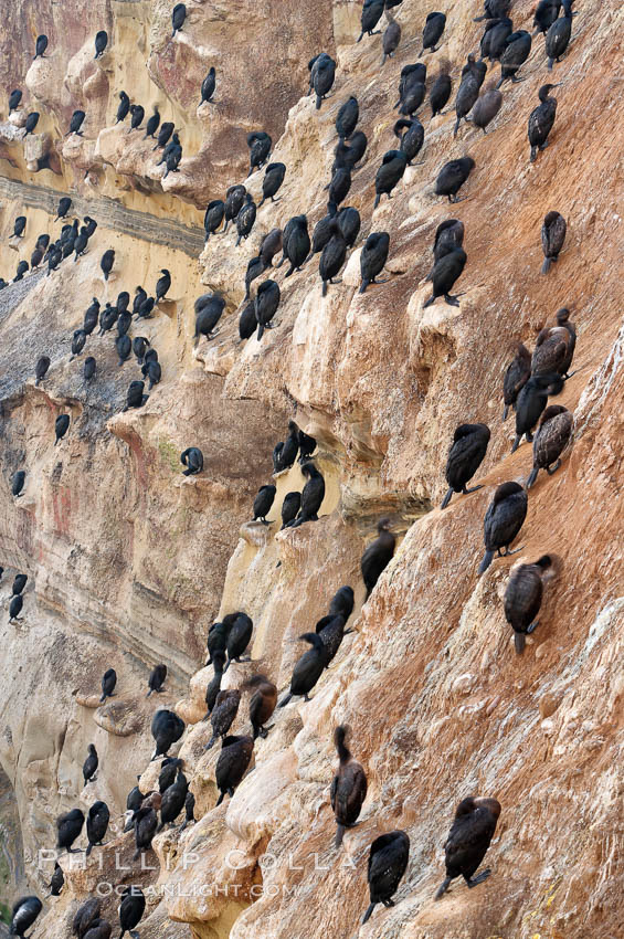 Cormorant rest on sandstone seacliffs above the ocean.  Likely Brandts and double-crested cormorants. La Jolla, California, USA, Phalacrocorax, natural history stock photograph, photo id 18348