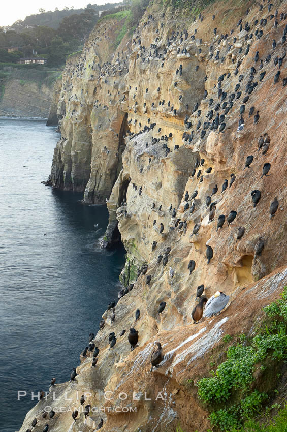 La Jolla Cliffs overlook the ocean with thousands of cormorants, pelicans and gulls resting and preening on the sandstone cliffs. California, USA, natural history stock photograph, photo id 20256