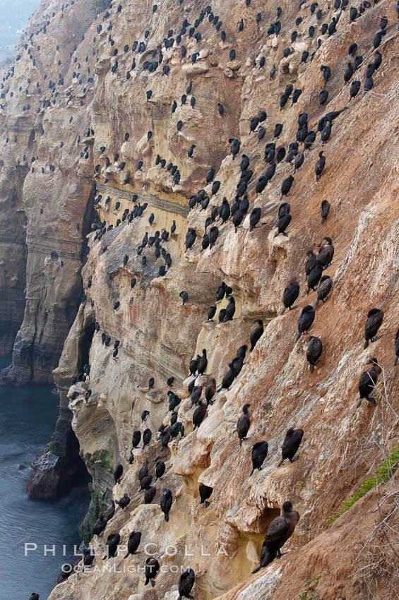 Cormorant rest on sandstone seacliffs above the ocean.  Likely Brandts and double-crested cormorants. La Jolla, California, USA, Phalacrocorax, natural history stock photograph, photo id 18351