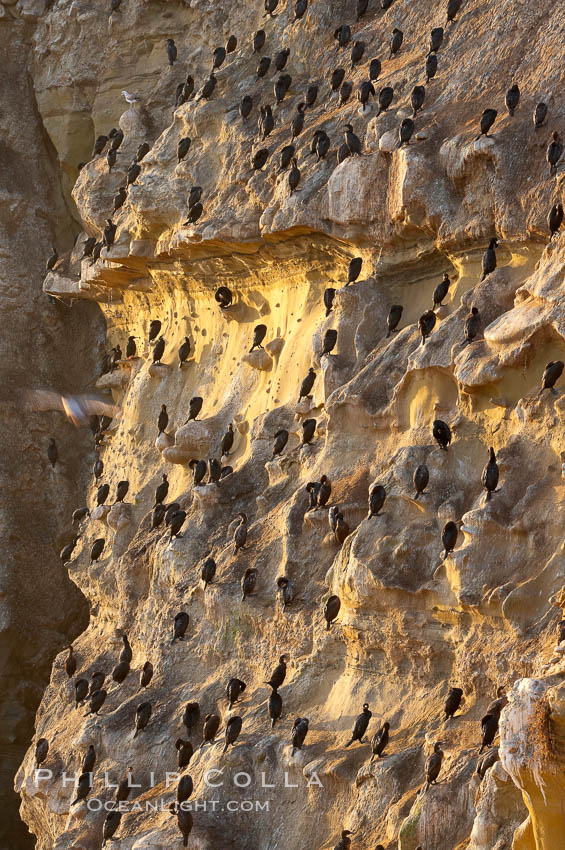 Cormorants rest on sandstone seacliffs above the ocean.  Likely Brandts and double-crested cormorants. La Jolla, California, USA, Phalacrocorax, natural history stock photograph, photo id 18355