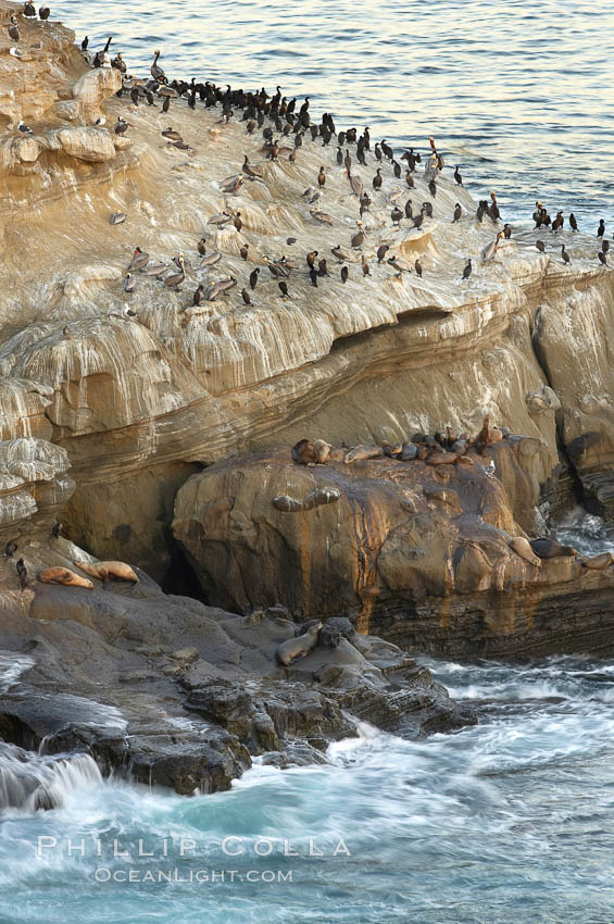 Sea lions, cormorants, gulls and pelicans rest on a sandstone rock above the ocean. La Jolla, California, USA, natural history stock photograph, photo id 20255