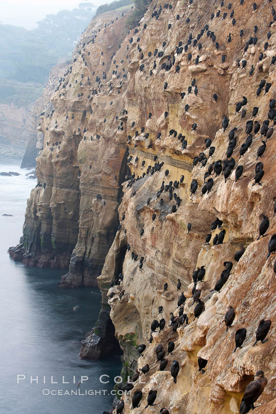 Cormorants rest on sandstone seacliffs above the ocean.  Likely Brandts and double-crested cormorants. La Jolla, California, USA, Phalacrocorax, natural history stock photograph, photo id 18345