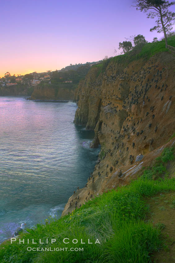 La Jolla Cliffs overlook the ocean with thousands of cormorants, pelicans and gulls resting and preening on the sandstone cliffs.  Sunrise with pink skies. California, USA, natural history stock photograph, photo id 20253