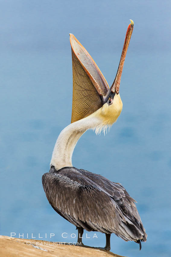 Brown pelican head throw. During a bill throw, the pelican arches its neck back, lifting its large bill upward and stretching its throat pouch. La Jolla, California, USA, Pelecanus occidentalis, Pelecanus occidentalis californicus, natural history stock photograph, photo id 28013