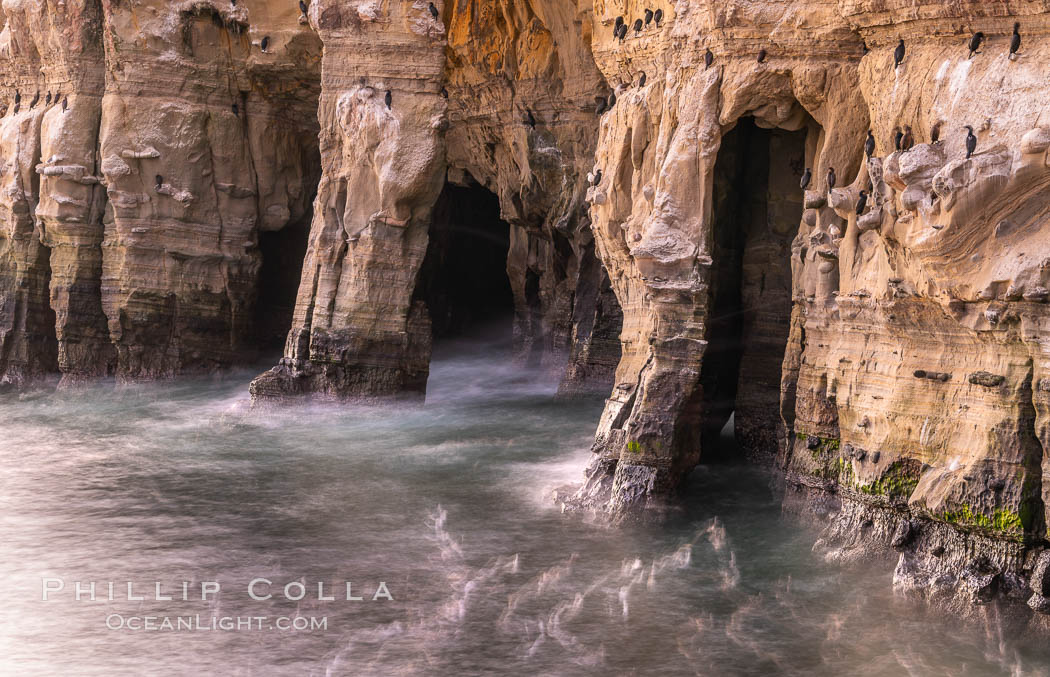 Sea Caves, the famous La Jolla sea caves lie below tall cliffs at Goldfish Point.  Sunny Jim Cave. Sunrise. Sea gulls floating in the water blur in this time exposure. Cormorants rest on jagged edges of the cliffs