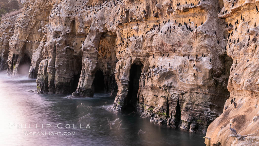 Sea Caves, the famous La Jolla sea caves lie below tall cliffs at Goldfish Point.  Sunny Jim Cave. Sunrise. California, USA, natural history stock photograph, photo id 37468