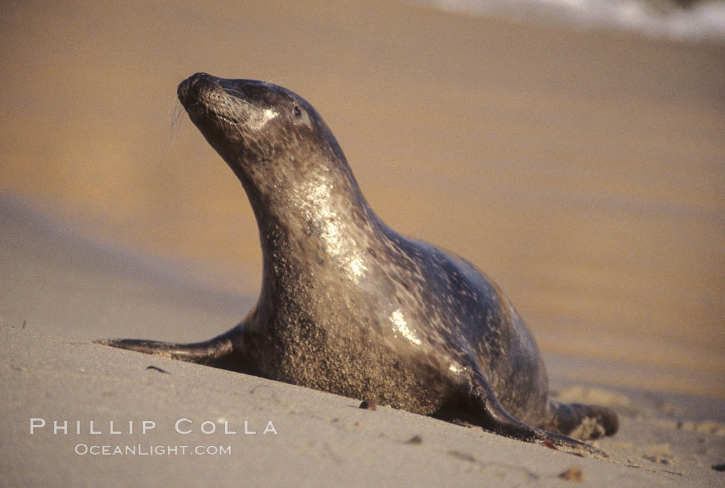 A Pacific harbor seal hauls out on a sandy beach.  This group of harbor seals, which has formed a breeding colony at a small but popular beach near San Diego, is at the center of considerable controversy.  While harbor seals are protected from harassment by the Marine Mammal Protection Act and other legislation, local interests would like to see the seals leave so that people can resume using the beach. La Jolla, California, USA, Phoca vitulina richardsi, natural history stock photograph, photo id 03002