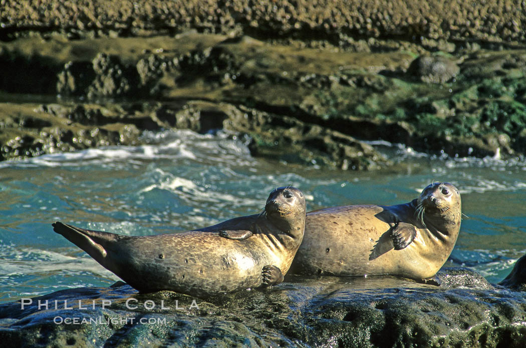 Pacific harbor seals hauled out on a rock.  This group of harbor seals, which has formed a breeding colony at a small but popular beach near San Diego, is at the center of considerable controversy.  While harbor seals are protected from harassment by the Marine Mammal Protection Act and other legislation, local interests would like to see the seals leave so that people can resume using the beach. La Jolla, California, USA, Phoca vitulina richardsi, natural history stock photograph, photo id 03006