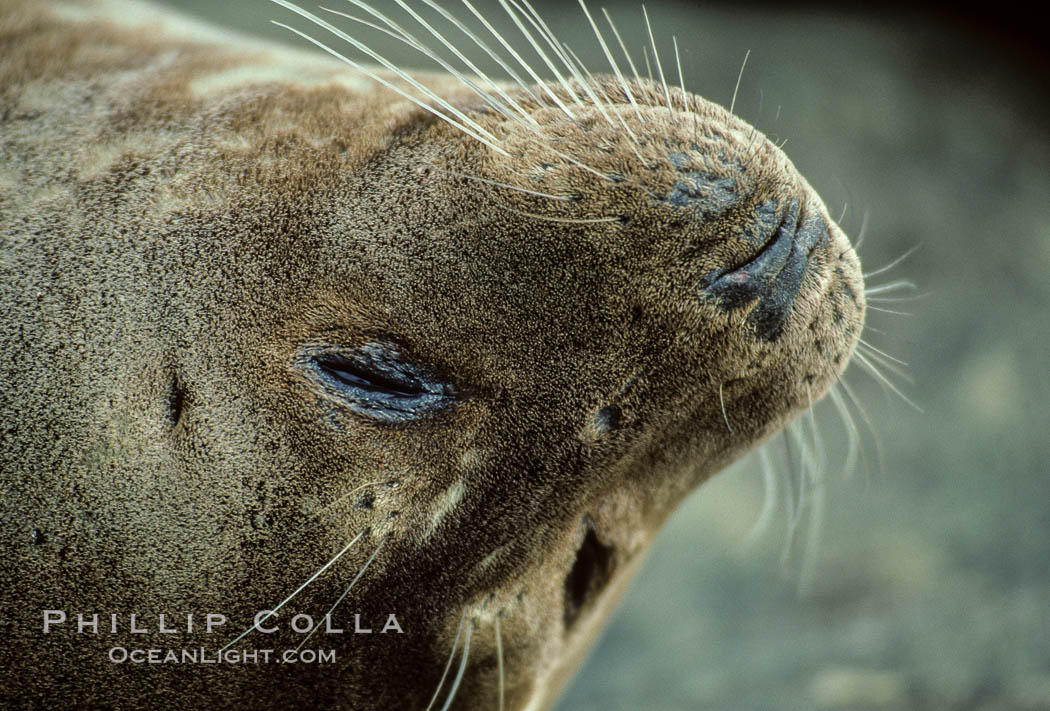 Whiskers of a Pacific harbor seal. La Jolla, California, USA, Phoca vitulina richardsi, natural history stock photograph, photo id 03014