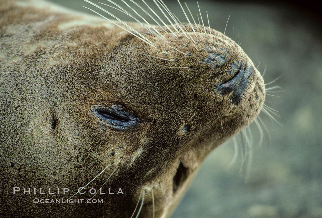 Whiskers of a Pacific harbor seal. La Jolla, California, USA, Phoca vitulina richardsi, natural history stock photograph, photo id 03014