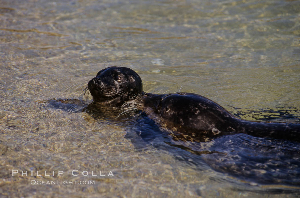 A mother Pacific harbor seal and her newborn pup swim in the protected waters of Childrens Pool in La Jolla, California.  This group of harbor seals, which has formed a breeding colony at a small but popular beach near San Diego, is at the center of considerable controversy.  While harbor seals are protected from harassment by the Marine Mammal Protection Act and other legislation, local interests would like to see the seals leave so that people can resume using the beach. USA, Phoca vitulina richardsi, natural history stock photograph, photo id 03238