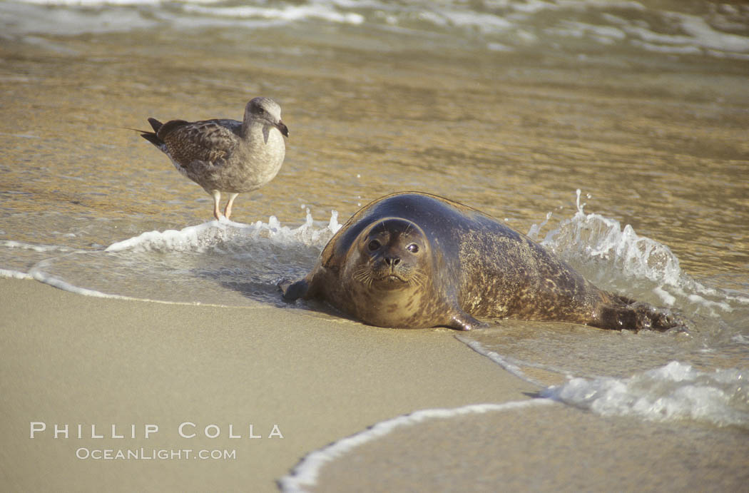 A Pacific harbor seal leaves the surf to haul out on a sandy beach.  This group of harbor seals, which has formed a breeding colony at a small but popular beach near San Diego, is at the center of considerable controversy.  While harbor seals are protected from harassment by the Marine Mammal Protection Act and other legislation, local interests would like to see the seals leave so that people can resume using the beach., Phoca vitulina richardsi, natural history stock photograph, photo id 10426