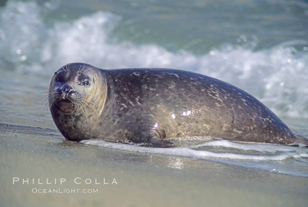 A Pacific harbor seal leaves the surf to haul out on a sandy beach.  This group of harbor seals, which has formed a breeding colony at a small but popular beach near San Diego, is at the center of considerable controversy.  While harbor seals are protected from harassment by the Marine Mammal Protection Act and other legislation, local interests would like to see the seals leave so that people can resume using the beach. La Jolla, California, USA, Phoca vitulina richardsi, natural history stock photograph, photo id 10430