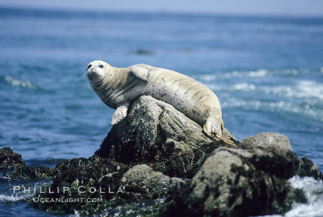 A Pacific harbor seal hauls out on a rock. Monterey, California, USA, Phoca vitulina richardsi, natural history stock photograph, photo id 10434