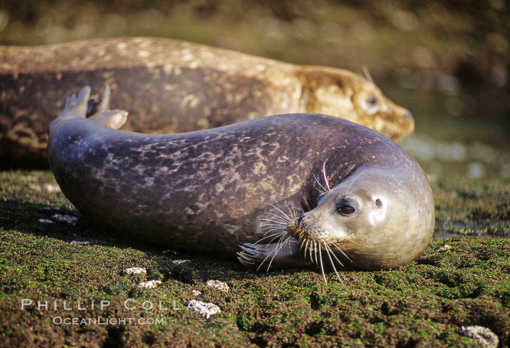 A Pacific harbor seal hauls out on a rock.  This group of harbor seals, which has formed a breeding colony at a small but popular beach near San Diego, is at the center of considerable controversy.  While harbor seals are protected from harassment by the Marine Mammal Protection Act and other legislation, local interests would like to see the seals leave so that people can resume using the beach. La Jolla, California, USA, Phoca vitulina richardsi, natural history stock photograph, photo id 03008