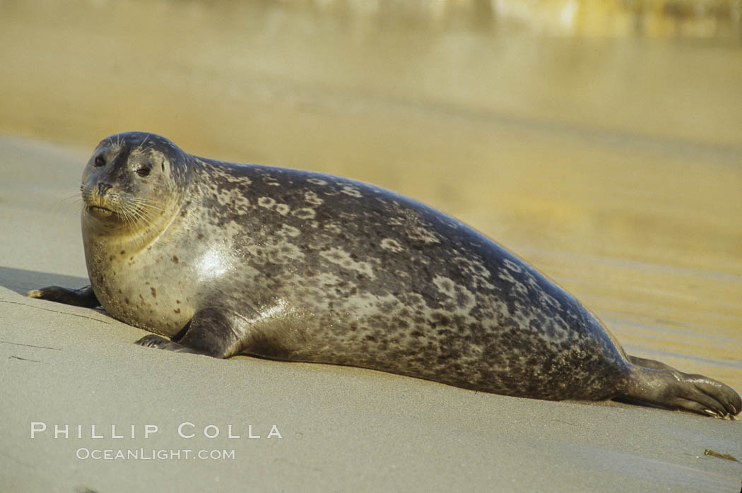 A Pacific harbor seal hauls out on a sandy beach.  This group of harbor seals, which has formed a breeding colony at a small but popular beach near San Diego, is at the center of considerable controversy.  While harbor seals are protected from harassment by the Marine Mammal Protection Act and other legislation, local interests would like to see the seals leave so that people can resume using the beach., Phoca vitulina richardsi, natural history stock photograph, photo id 10424