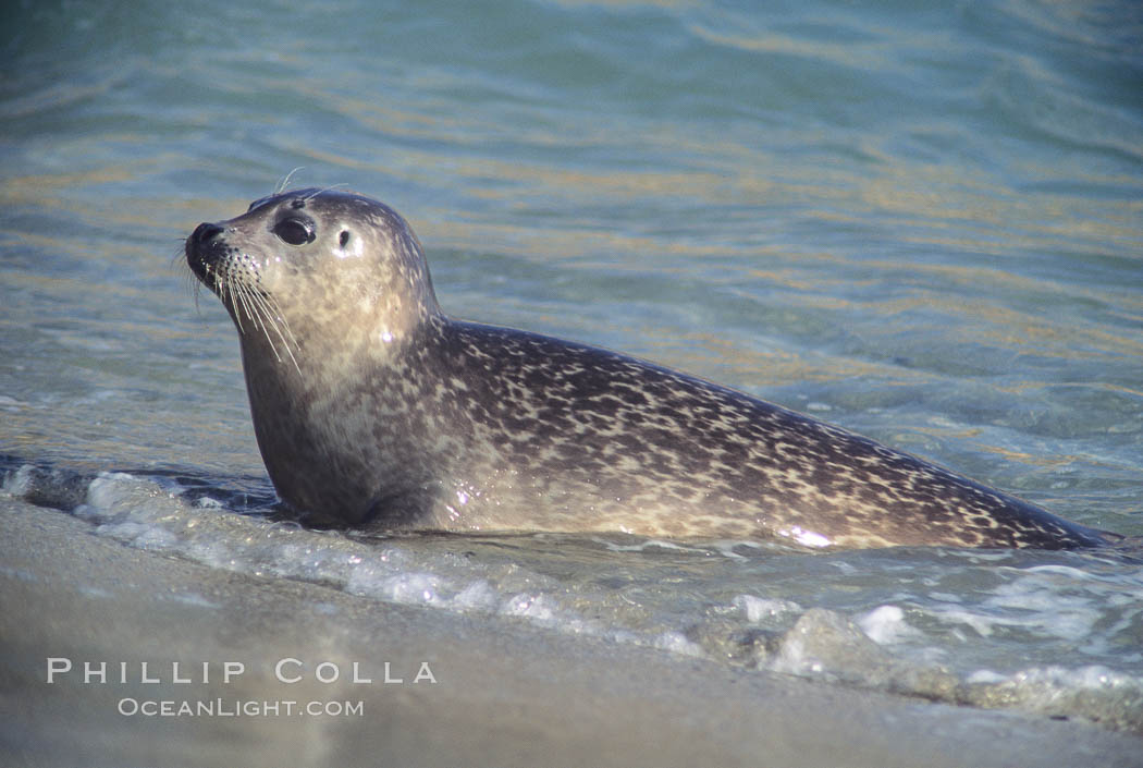 A Pacific harbor seal leaves the surf to haul out on a sandy beach.  This group of harbor seals, which has formed a breeding colony at a small but popular beach near San Diego, is at the center of considerable controversy.  While harbor seals are protected from harassment by the Marine Mammal Protection Act and other legislation, local interests would like to see the seals leave so that people can resume using the beach. La Jolla, California, USA, Phoca vitulina richardsi, natural history stock photograph, photo id 10432