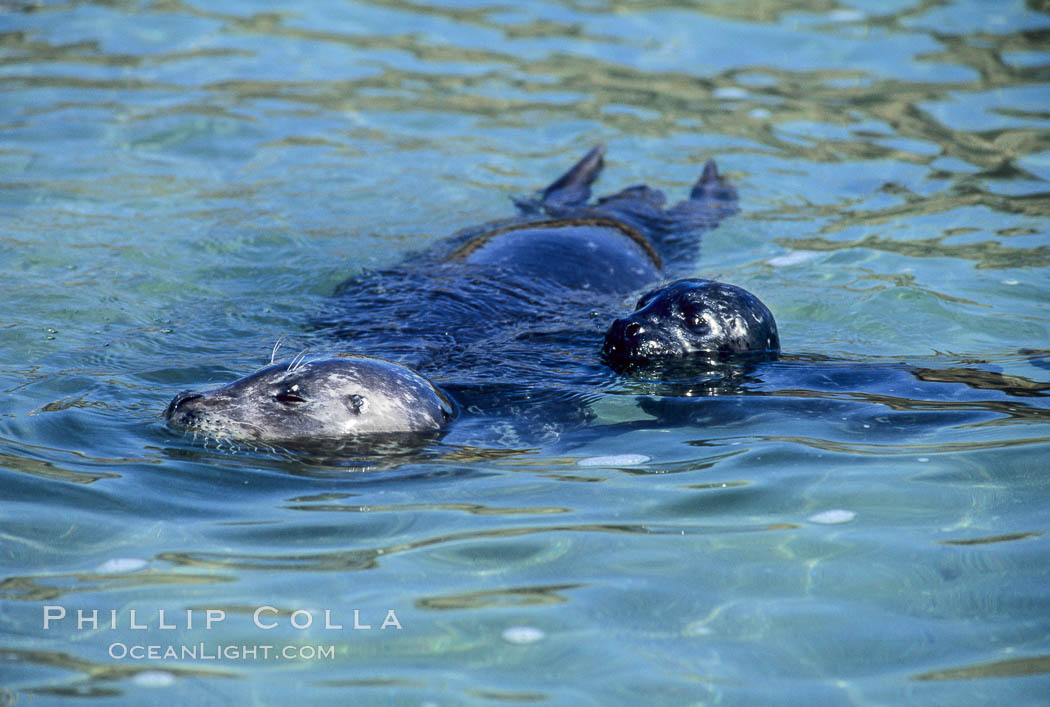 A mother Pacific harbor seal and her newborn pup swim in the protected waters of Childrens Pool in La Jolla, California.  This group of harbor seals, which has formed a breeding colony at a small but popular beach near San Diego, is at the center of considerable controversy.  While harbor seals are protected from harassment by the Marine Mammal Protection Act and other legislation, local interests would like to see the seals leave so that people can resume using the beach. USA, Phoca vitulina richardsi, natural history stock photograph, photo id 10436