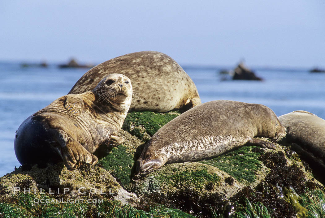 Pacific harbor seals hauled out on a rock. Monterey, California, USA, Phoca vitulina richardsi, natural history stock photograph, photo id 03007